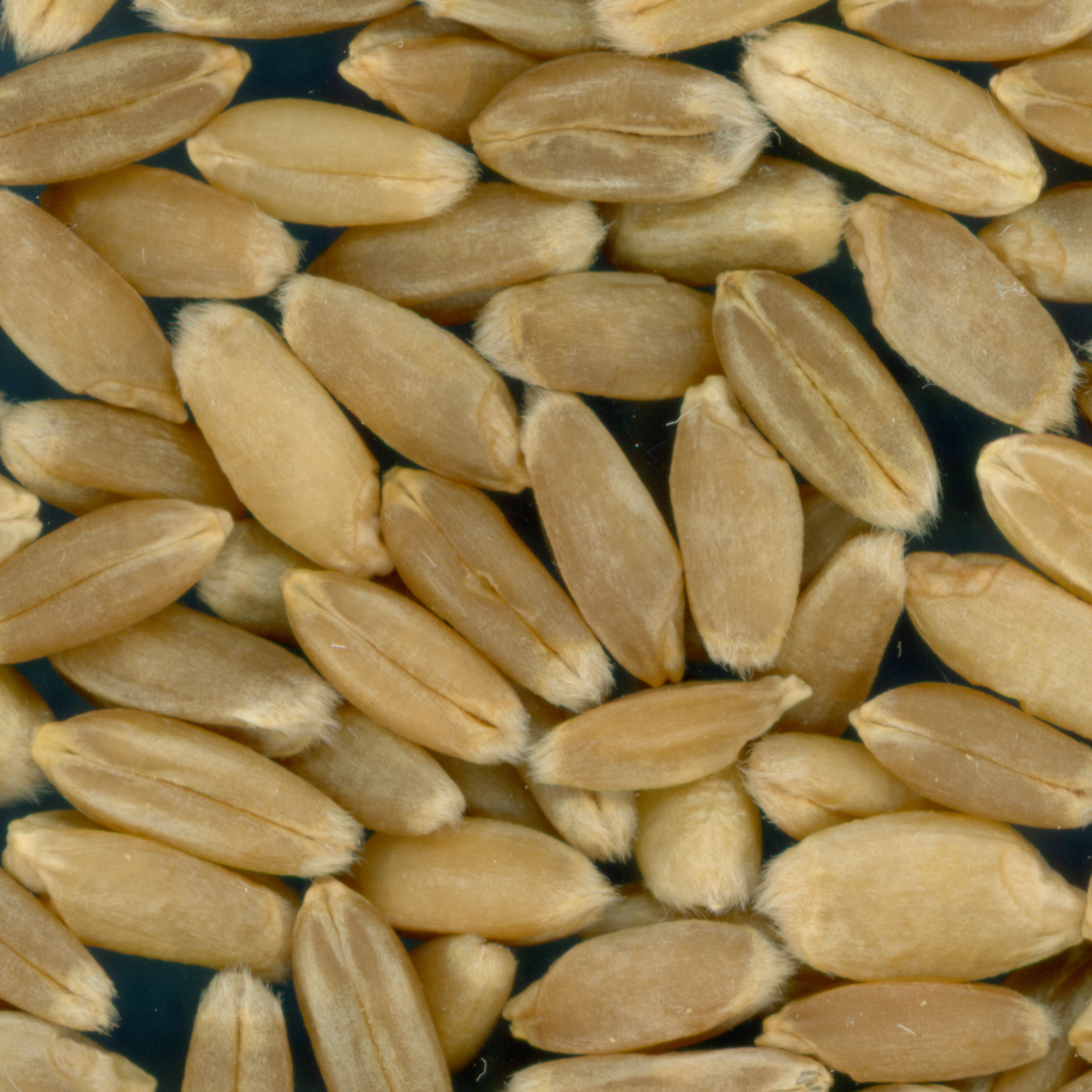 Click for 2 image(s) for this accession. KERNELS